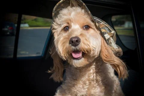 Mini Golden doodle posing with a hat Stock Photos