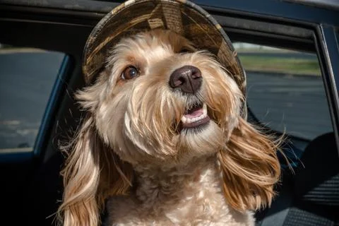 Mini Golden doodle posing with a hat Stock Photos