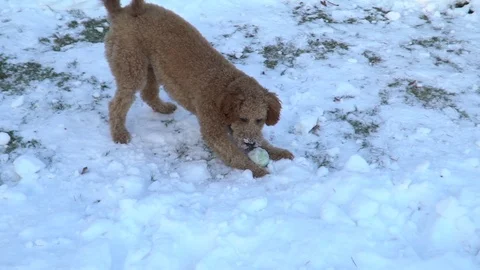 Mini goldendoodle dog playing in snow 120 fps Stock Footage 99374882