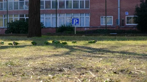 Mini green parrots in park Stock Footage 231903211