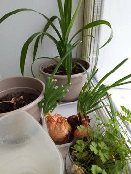 Mini home vegetable garden Stock Photos
