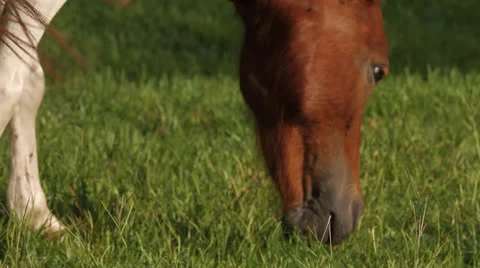 Mini Horse Eating Grass Stock Footage 26595159