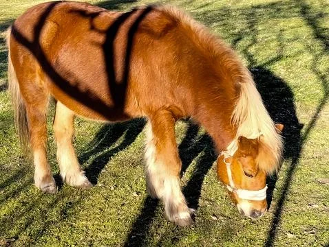Mini horse eats grass in park with sunshine Stock Photos