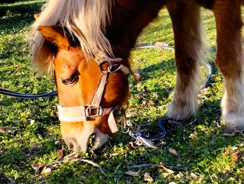 Mini horse eats grass in park with sunshine Stock Photos