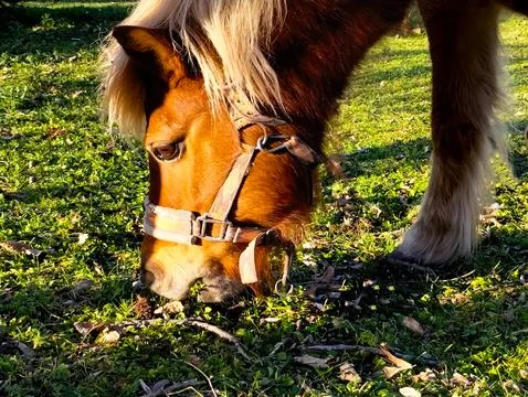 Mini horse eats grass in park with sunshine Stock Photos