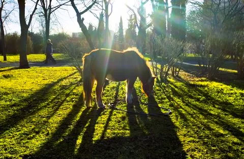 Mini horse eats grass in park with sunshine Stock Photos