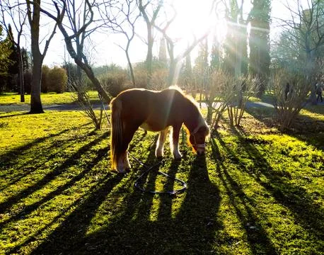 Mini horse eats grass in park with sunshine Stock Photos