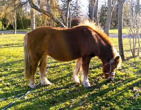 Mini horse eats grass in park with sunshine Stock Photos