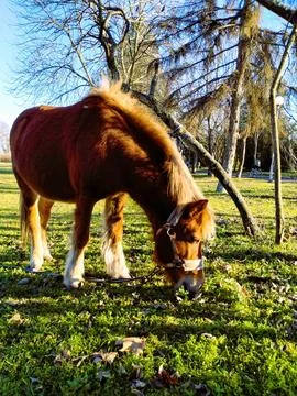 Mini horse eats grass in park with sunshine Stock Photos
