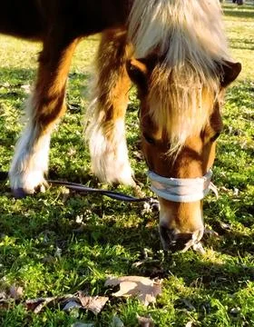 Mini horse eats grass in park with sunshine Stock Photos