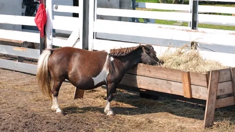 A mini horse walking in a paddock Stock Footage 318574443