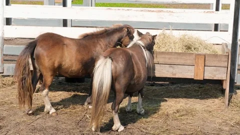 A mini horse walking in a paddock Stock Footage 318574460