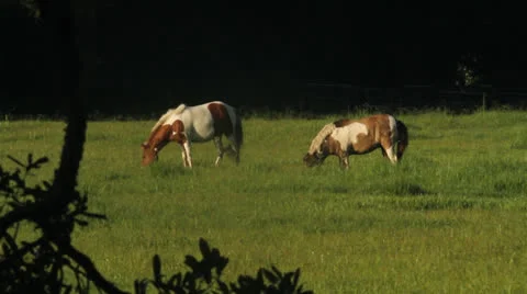 Mini Horses In Field Stock Footage 26595038