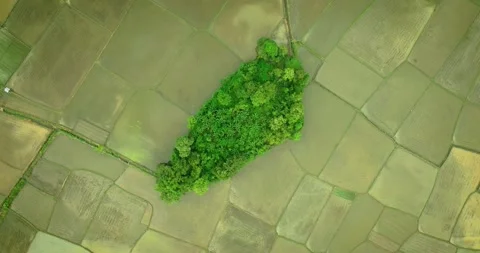 Mini Jungle Amidst Rice Fields - Aerial Perspective Stock Footage 309232648