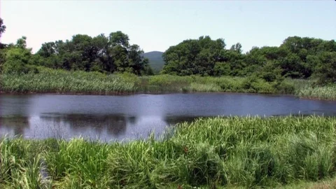 Mini lake in forest Stockbeeldmateriaal 124360483