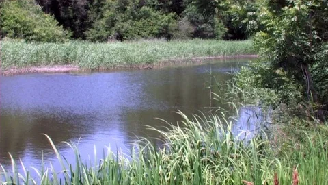 Mini lake in forest 動画素材 124365669