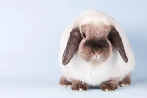 Mini Lop Rabbit on Isolated Background Stock Photos