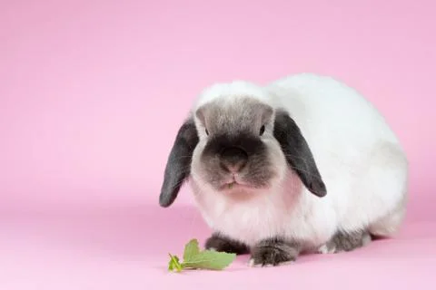 Mini Lop Rabbit on Isolated Background Stock Photos