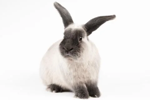 Mini Lop Rabbit on Isolated Background 스톡 사진