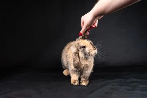 Mini lop rabbit, isolated on black background Stock Photos