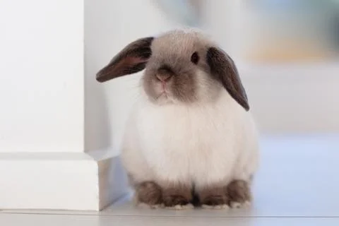 Mini Lop Rabbit Stock Photos