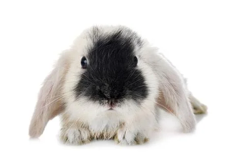 Mini lop in studio Stock Photos