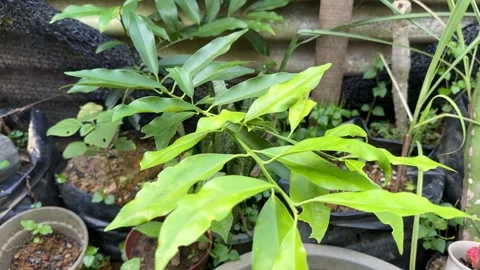 Mini mandarin tree leaves swaying Gently in Wind Stock Footage 325206205