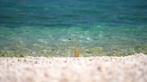 Mini model of real alt tenor saxophone stands white small pebbles on seashore Stock Footage 139072927