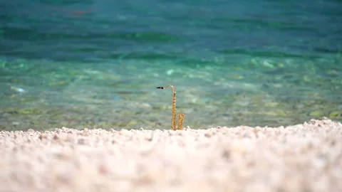 Mini model of real alt tenor saxophone stands white small pebbles on seashore Stock Footage 139073117