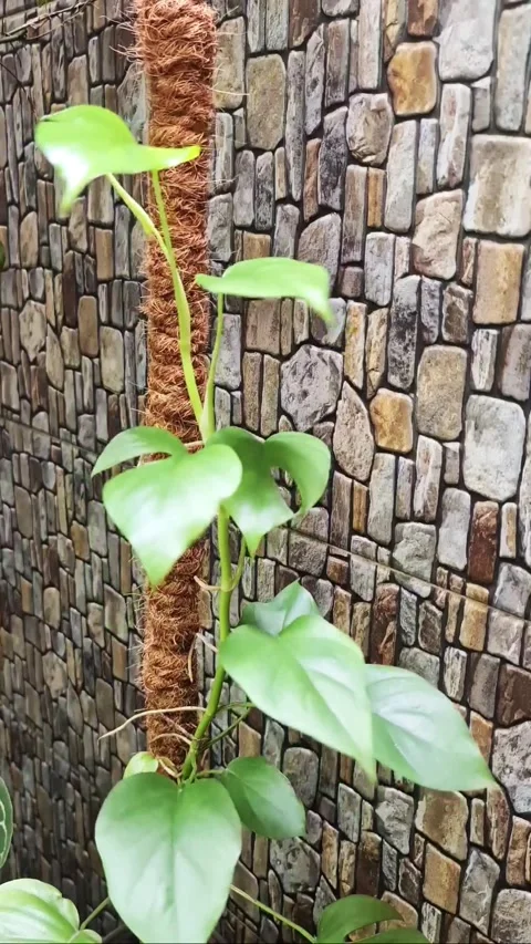 Mini Monstera Plant Stock Footage 309518156