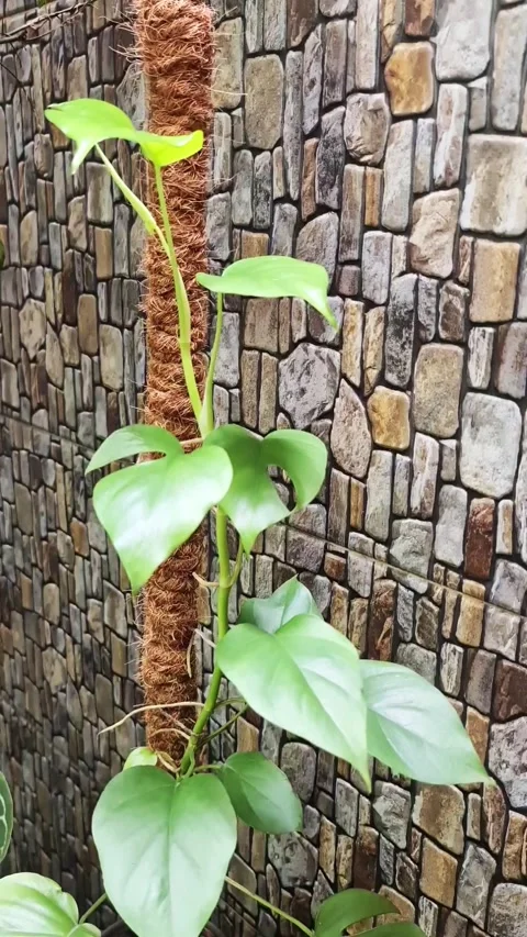 Mini Monstera Plants Stock Footage 309517703