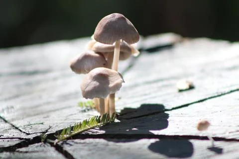 Mini Mushrooms 2 Stock Photos