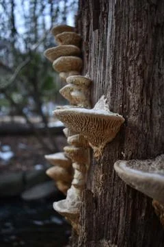 Mini Mushrooms 库存照片
