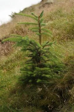 Mini Norway Spruce Stock-Fotos