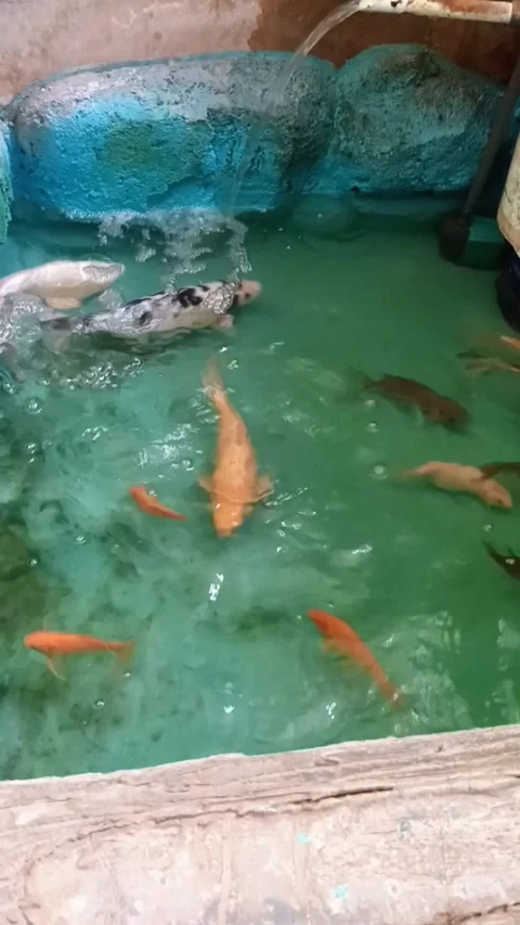Mini Oasis for Koi Stock Footage 307186013