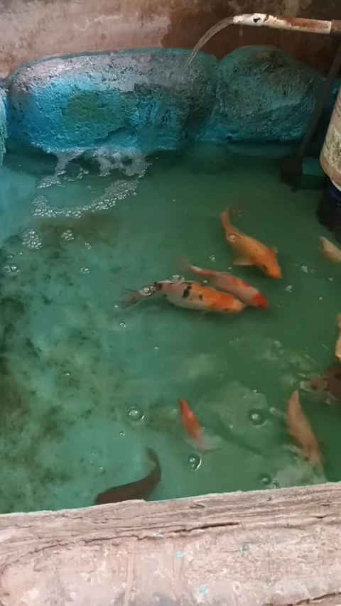Mini Oasis for Koi Stock Footage 307187484