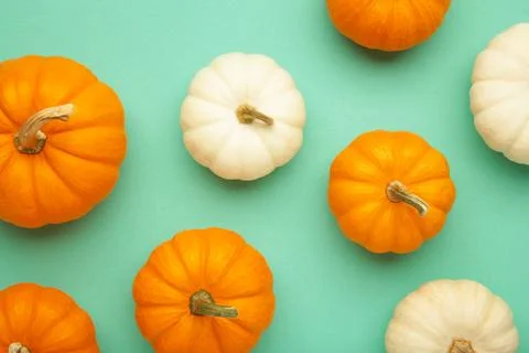 Mini orange and white pumpkins on mint background. Stock Photos
