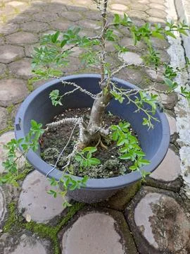 Mini orange bonsai. Stock Photos