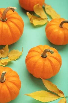 Mini orange pumpkins with leaves on mint background. Stock Photos