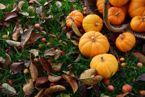 Mini orange pumpkins spilling from a wicker basket Stock Photos