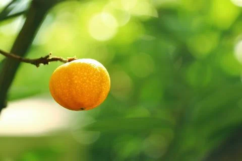 Mini orange on the tree nature background. Stock Photos
