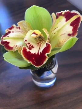 Mini Orchid 写真素材