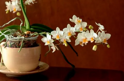 Mini orchids. Stock Photos