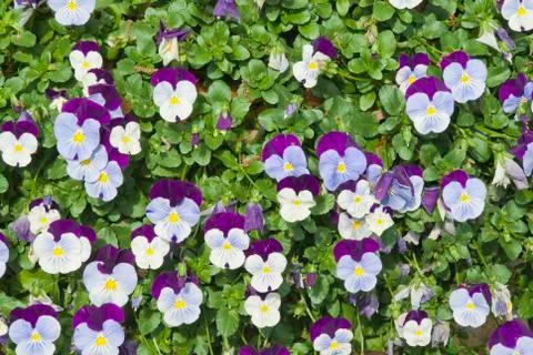 Mini pansy background Stock Photos