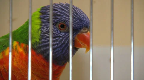 Mini-parrot at birdshow Stock Footage 32824778
