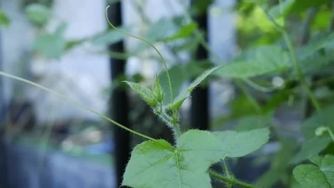 Mini Passion Fruit Stock Footage 186900898