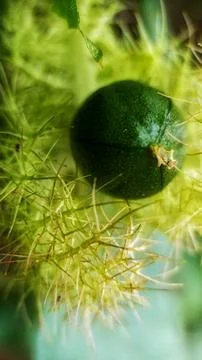 Mini passion fruit Stock Photos