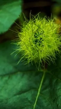 Mini passion fruit Stock Photos