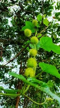 Mini passion fruit Stock Photos