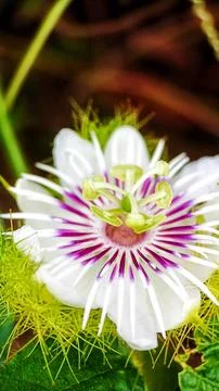 Mini passion fruit Stock Photos